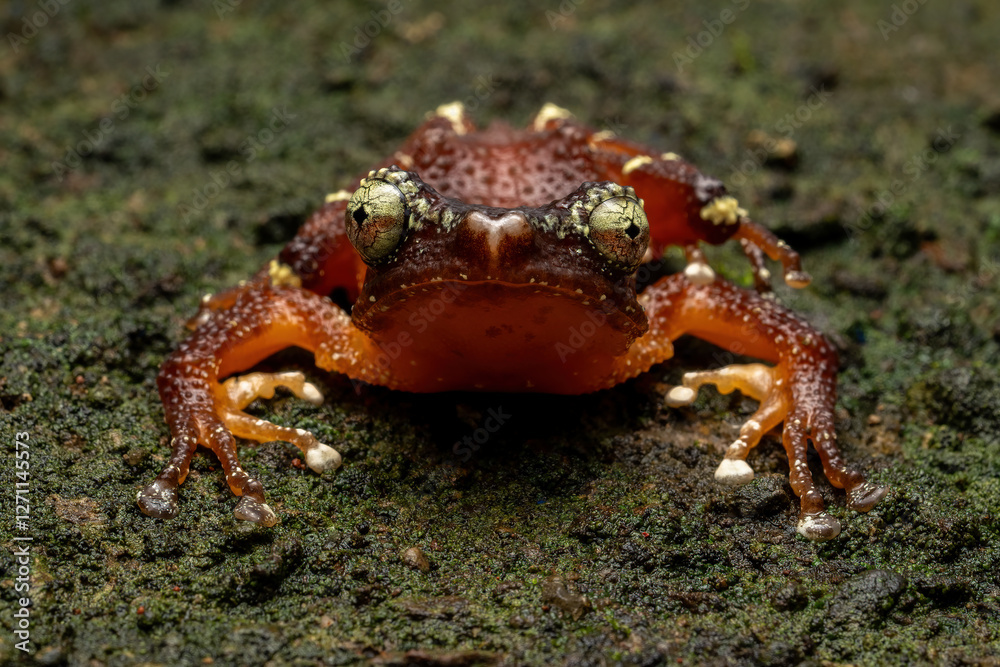 Nyctixalus margaritifer, also known as the Java Indonesian treefrog, and pearly tree frog, is a rare species of frog endemic to Java, Indonesia.