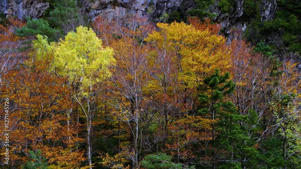 Autumn landscape of the mixed forest of beech, pine and fir trees in the Selva de Oza in the Western Valleys Natural Park. The Jacetania region. Aragonese Pyrenees. Huesca. Aragon. Spain. Europe. Autumn landscape of the mixed forest of beech, pine and fir trees in the Selva de Oza in the Western Valleys Natural Park. The Jacetania region. Aragonese Pyrenees. Huesca. Aragon. Spain. Europe.