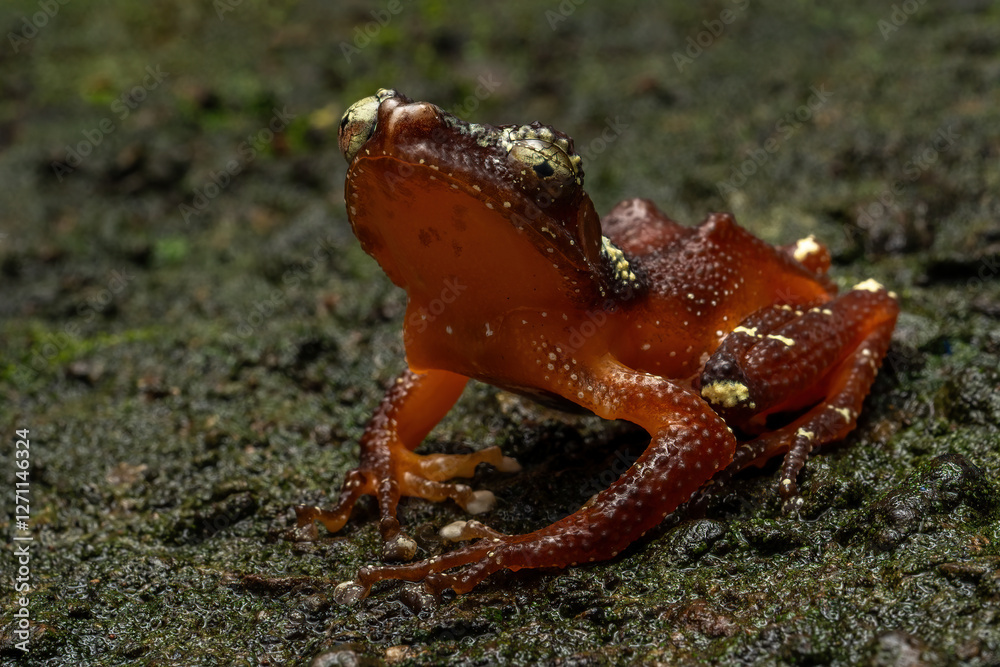 Nyctixalus margaritifer, also known as the Java Indonesian treefrog, and pearly tree frog, is a rare species of frog endemic to Java, Indonesia. Nyctixalus margaritifer, also known as the Java Indonesian treefrog, and pearly tree frog, is a rare species of frog endemic to Java, Indonesia.
