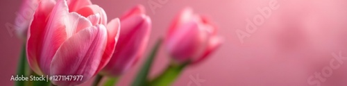 Delicate pink tulip petals unfolding like rose, gardenia, blossoms, bloom