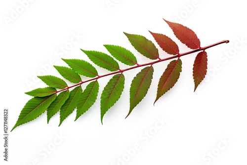 Top view of isolated green sumac leaves on a white background