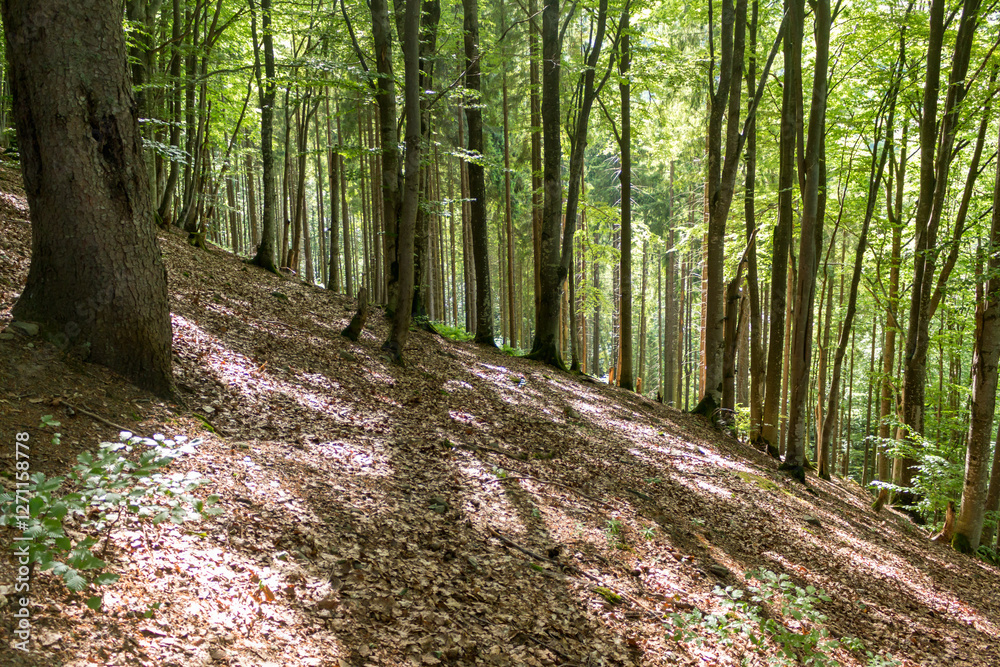 Beech Forest in the Carpathians: Summer Sunlit Woodland Path Beech Forest in the Carpathians: Summer Sunlit Woodland Path