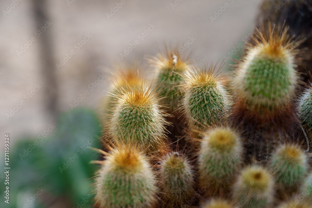 Close-up photo of a cactus(Haageocereus) with golden thorns Close-up photo of a cactus(Haageocereus) with golden thorns