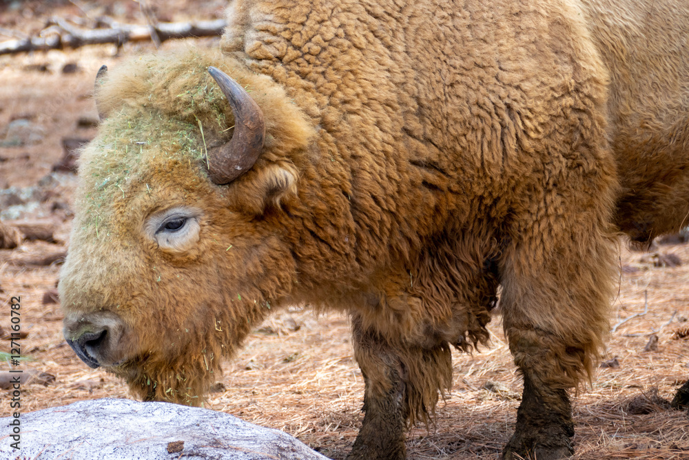 Portrait of White bison buffalo (Bison bison) in Bearizona Wildlife Park, Williams, Arizona USA