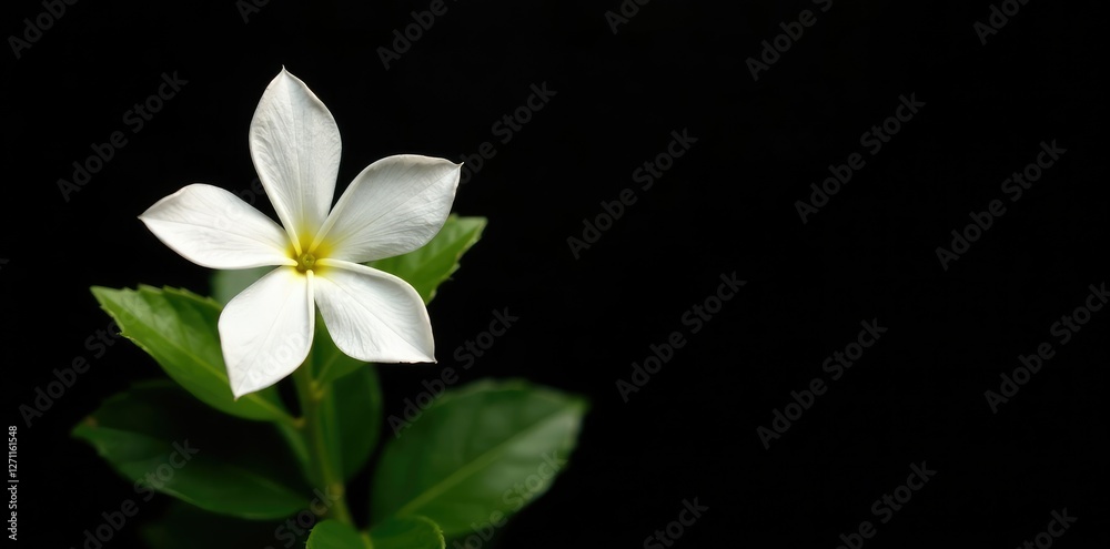Obraz premium White star leaf flower isolated on black with subtle shading and depth effect, plant, white star leaf flower, pure white