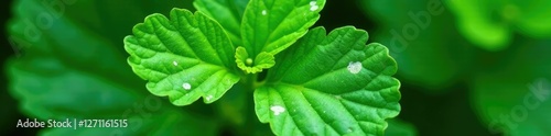 White spots on green leaf of horseradish plant, fungal infection, horseradish leaves photo