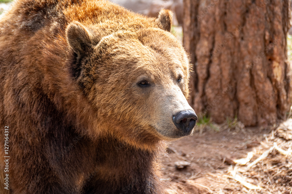 Portrait close up of grizzly bear (Ursus arctos horribilis) in Bearizona Wildlife Park, Williams, Arizona, USA