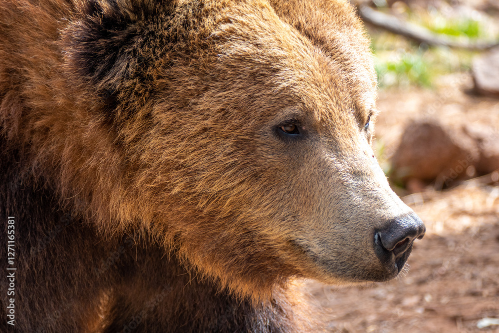 Portrait close up of grizzly bear (Ursus arctos horribilis) in Bearizona Wildlife Park, Williams, Arizona, USA Portrait close up of grizzly bear (Ursus arctos horribilis) in Bearizona Wildlife Park, Williams, Arizona, USA