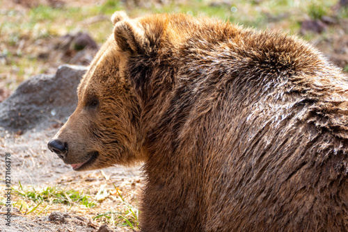 Wallpaper Mural Portrait close up of grizzly bear (Ursus arctos horribilis) in Bearizona Wildlife Park, Williams, Arizona, USA Torontodigital.ca