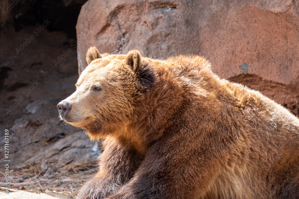 grizzly bear (Ursus arctos horribilis) in Bearizona Wildlife Park, Williams, Arizona, USA
