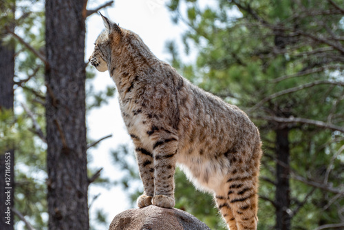 Bobcat (Lynx rufus) standing on a stone in Bearizona Wildlife Park Zoo, Williams, Arizona USA photo