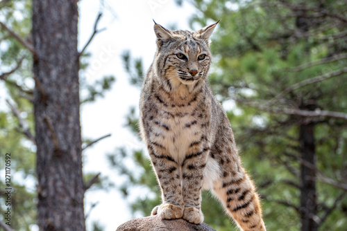 Bobcat (Lynx rufus) standing on a stone in Bearizona Wildlife Park Zoo, Williams, Arizona USA photo