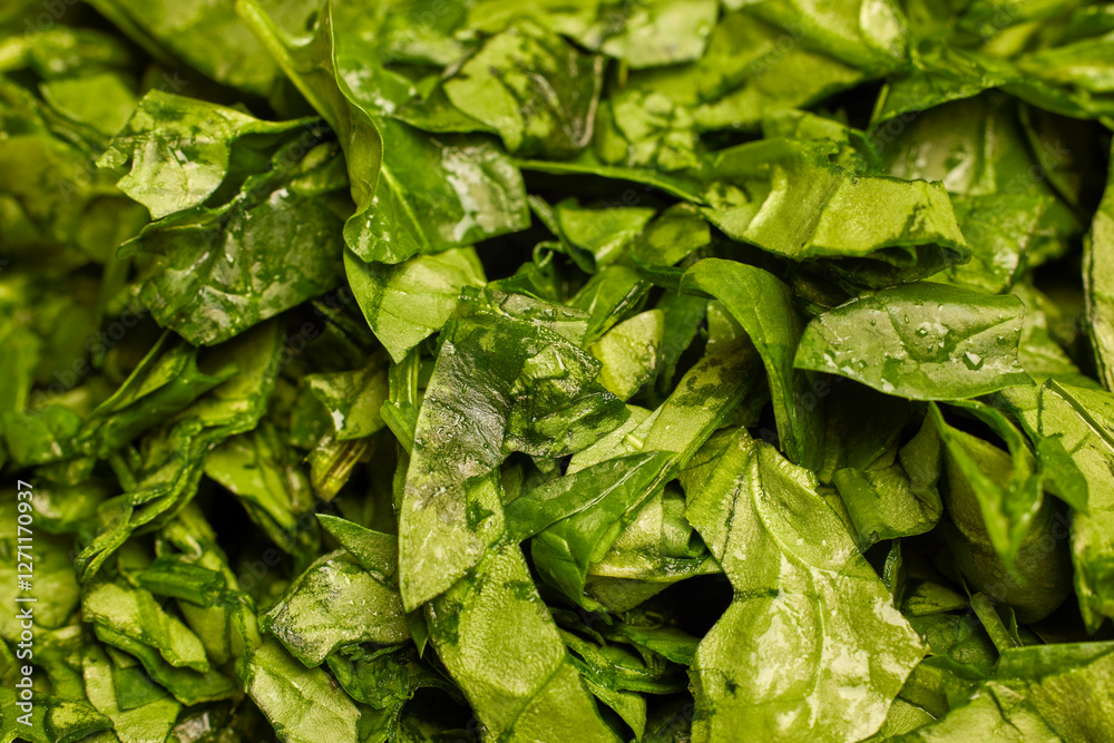 fresh spinach with water droplets ready to be cooked fresh spinach with water droplets ready to be cooked