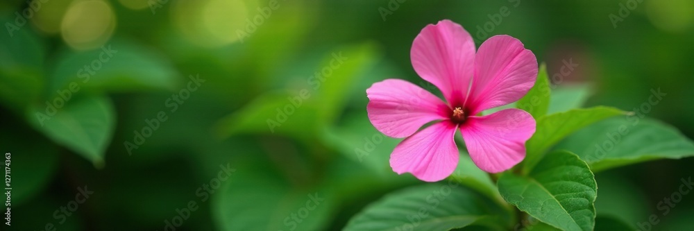 Pink flower with leaves in a garden isolation, nature, leaves Pink flower with leaves in a garden isolation, nature, leaves