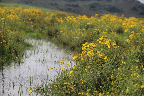 paisagem do bioma pampa no rio grande do sul 