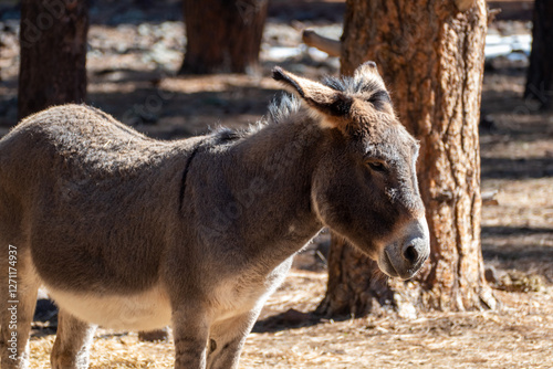 Obraz na płótnie Donkey / Burro in Bearizona Wildlife Park, Williams, Arizona USA w salonie