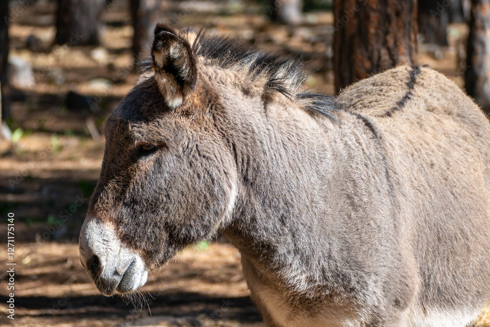 Donkey / Burro in Bearizona Wildlife Park, Williams, Arizona USA