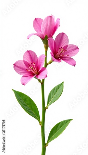 Pink flowers on green stem isolated on white background, green stem, nature, foliage