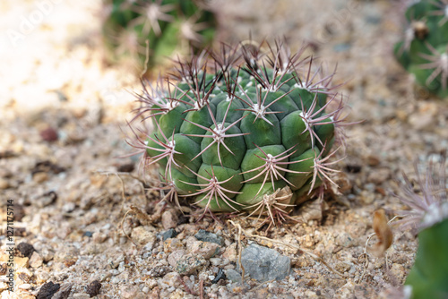 Close-up photo of green Shincheonji cactus (Gymnocalycium saglionis) photo