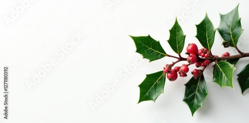 European holly branch with berries against a plain white background, holly, evergreen