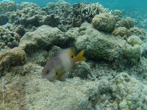 Fototapeta Naklejka Na Ścianę i Meble -  A damselfish swims around a seabed coral reef