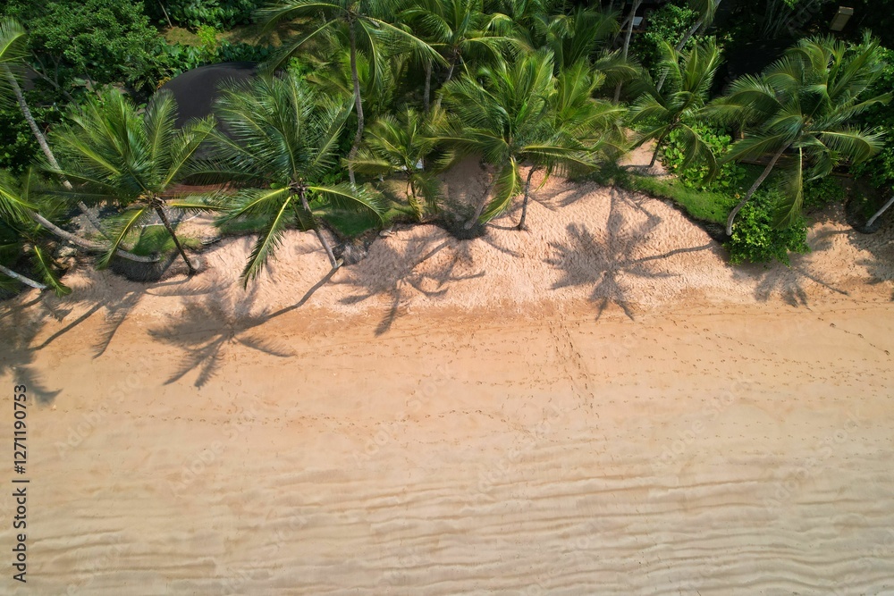 Aerial view of palm trees casting shadows on a sandy beach. Bom Bom beach, Ilha do Principe Aerial view of palm trees casting shadows on a sandy beach. Bom Bom beach, Ilha do Principe