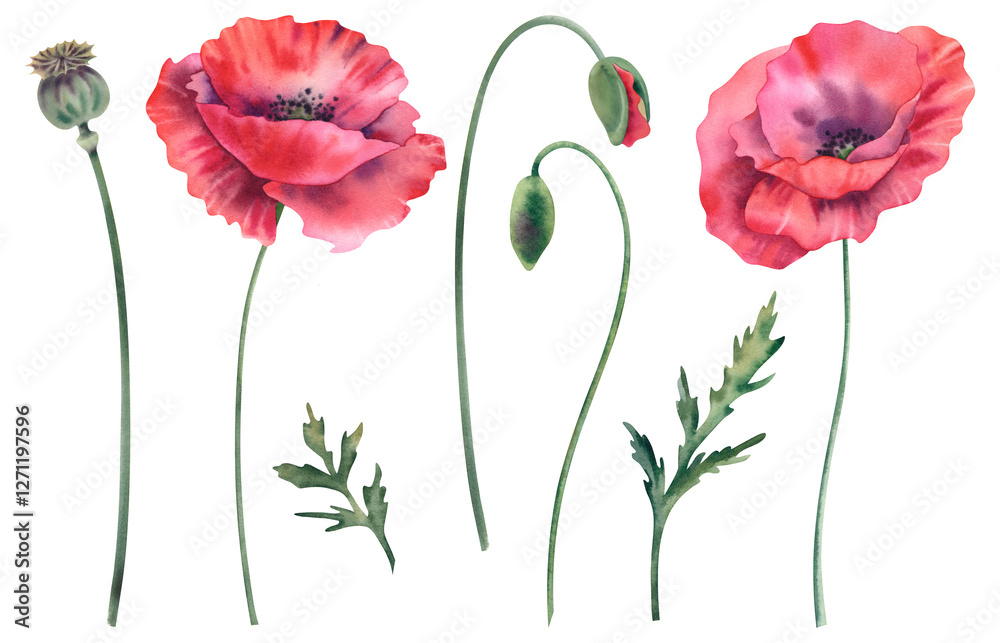 Obraz premium The poppies are red, a large set on a white background. Watercolor illustration of wildflowers, poppies, buds, leaves and stems. Hand-painted botanical clipart, elements of plant design