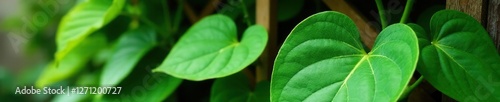 Green Epipremnum Pinnatum leaves on a wooden trellis, garden plant, nature