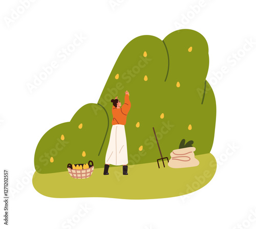 Agriculture worker gathers fruit from tree, works on farm. Woman farming, picks up garden harvest. Farmer collects crop, pears, apples in basket. Flat isolated vector illustration on white background