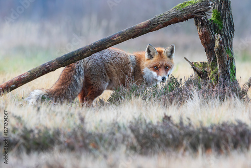 A fox in the heather next to a broken tree stump