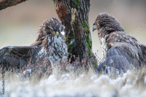 Aggressive buzzards in the snow-covered heather