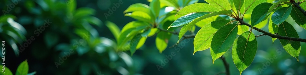Exotic tree branches with large tropical leaves, branches, exotic trees, tropical leaves Exotic tree branches with large tropical leaves, branches, exotic trees, tropical leaves