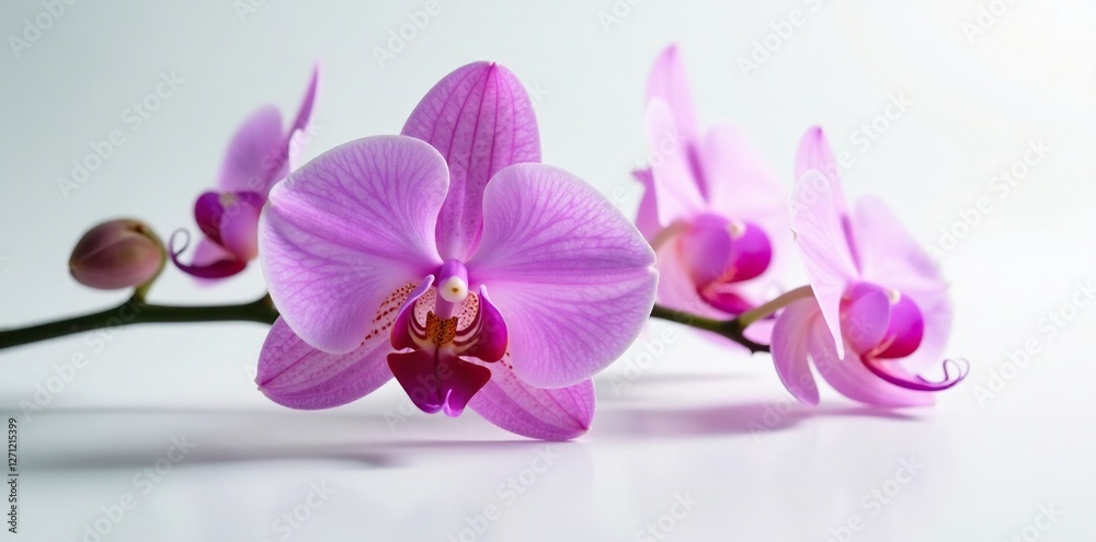 Delicate purple orchid blooms on a crisp white surface, , nature Delicate purple orchid blooms on a crisp white surface, , nature