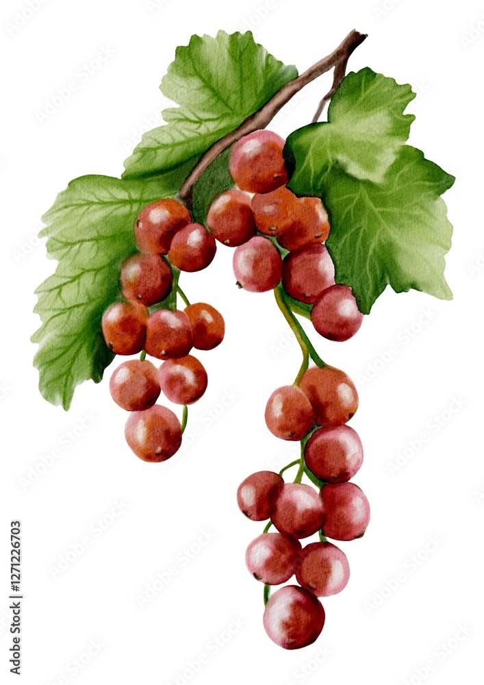 Obraz premium Redcurrant watercolor illustration for fabric and wallpaper design inspiration