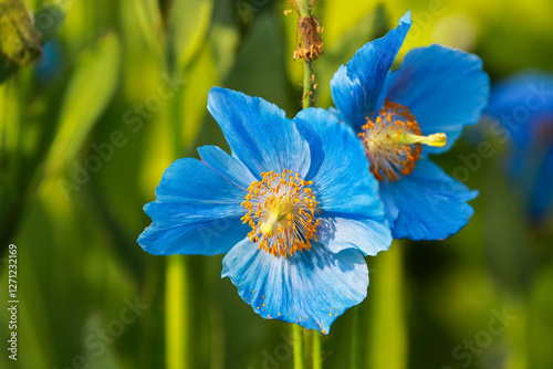 Blue plant Meconopsis Grandis