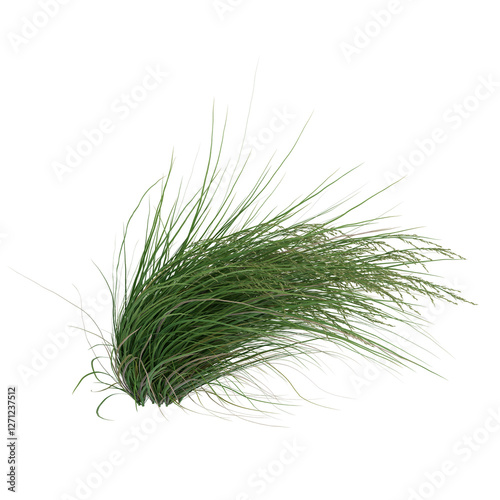 Fototapeta Naklejka Na Ścianę i Meble -   Free PNG 3d illustration of Poa labillardieri Eskdale 2 tree frontal isolated transparent background perfectly cutout high resolution