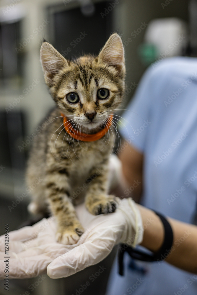 Naklejka premium Veterinarian wearing gloves carefully holding a small, striped kitten with an orange collar in a veterinary clinic or animal shelter, providing care and support for abandoned animals.