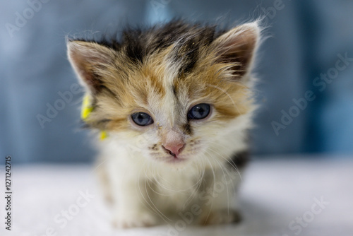 A kitten with blue eyes and a yellow identification tag is being treated at a veterinary clinic which is a testament to animal protection and rescue efforts. Rescue and treatment of homeless animals. photo