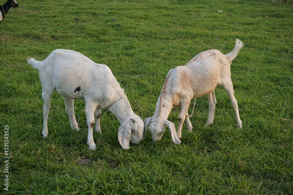 Obraz premium A flock of goat grazing on the green grass, Young goat eating grass and walking on a meadow, A sheep grazing green grass on a village farmland