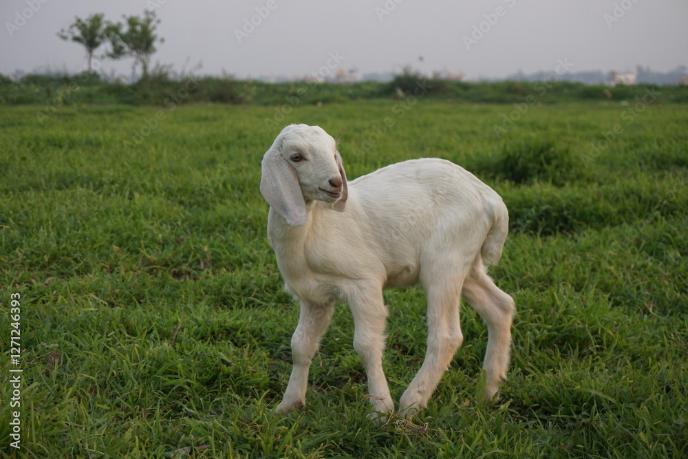 Adorable small goats are playing on a meadow, Playful goat kids are grazing Adorable small goats are playing on a meadow, Playful goat kids are grazing