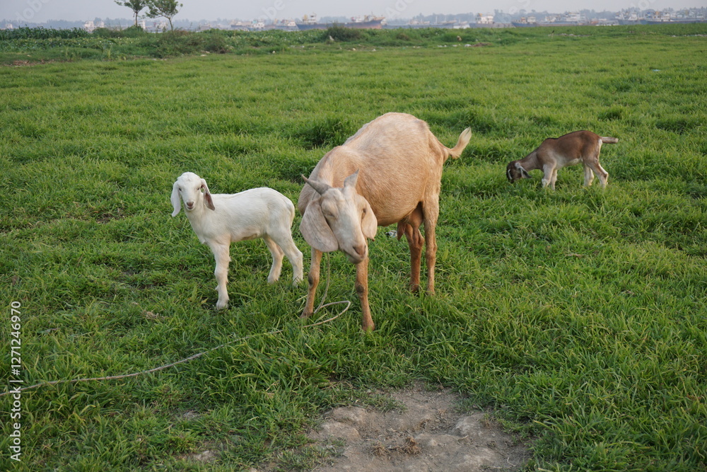 Obraz premium A flock of goat grazing on the green grass, Young goat eating grass and walking on a meadow, A sheep grazing green grass on a village farmland