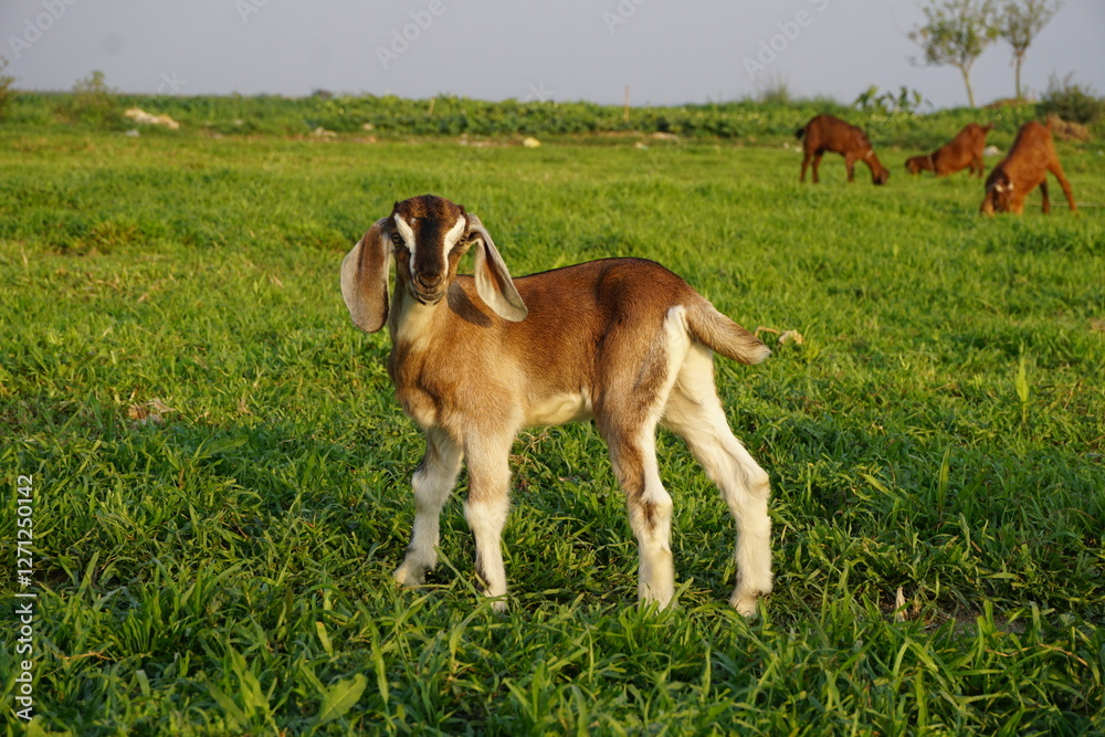 Adorable small goats are playing on a meadow, Playful goat kids are grazing Adorable small goats are playing on a meadow, Playful goat kids are grazing