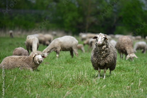 Sheeps on green meadow. Country, farming.