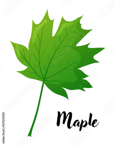 Maple leaf vector illustration. Leaves, botanical design element, European trees, botany, plant