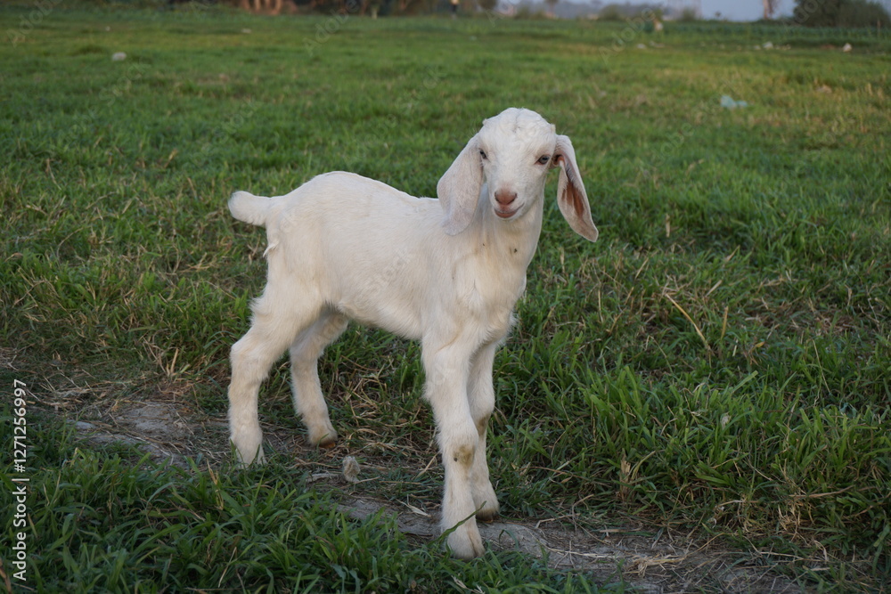 Adorable small goats are playing on a meadow, Playful goat kids are grazing Adorable small goats are playing on a meadow, Playful goat kids are grazing