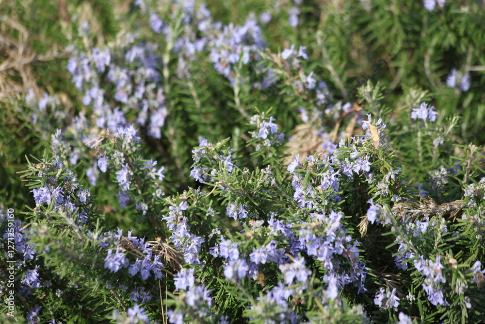 Obraz premium flowers of rosemary plant in the garden