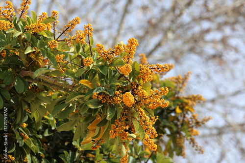 Yellow Berries of Heptapleurum arboricola (Dwarf umbrella-tree) in a city park photo