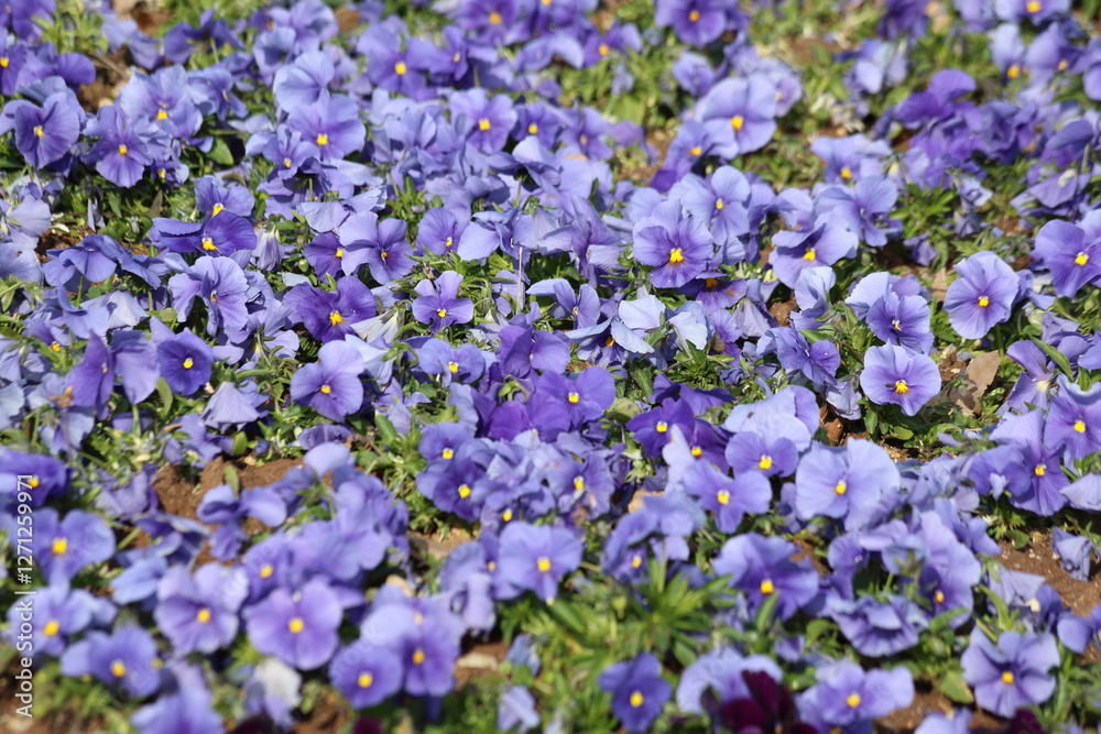 Lilac garden pansies (Viola × wittrockiana) in a park Lilac garden pansies (Viola × wittrockiana) in a park