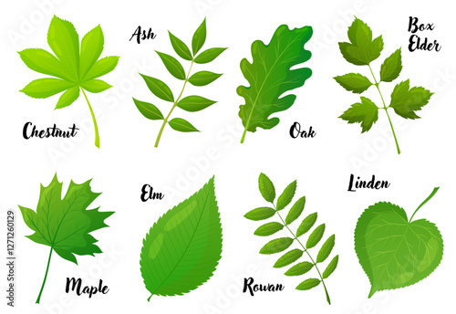 European trees leaves set of vector illustrations. Botanical collection, plants, flora, park, garden