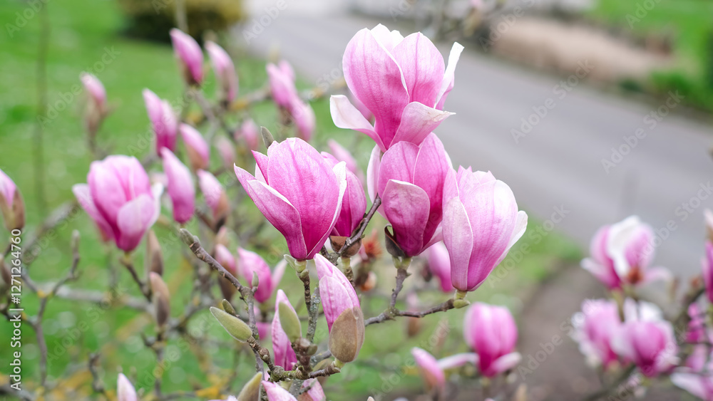 A bunch of pink magnolia flowers are blooming on a tree. A bunch of pink magnolia flowers are blooming on a tree.